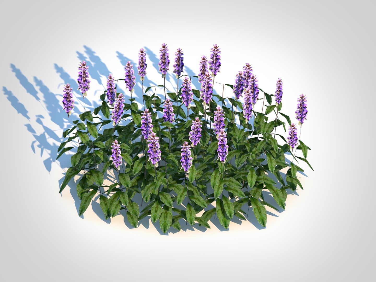 Ajuga Chocolate Chip  Bugleweed 3D model https://p.turbosquid.com/ts-thumb/g3/btRF1m/qQ/4/jpg/1726057302/1920x1080/fit_q87/8f124c94e426c633f19cd75cf28358ad1a444e67/4.jpg