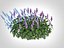 Ajuga Chocolate Chip  Bugleweed