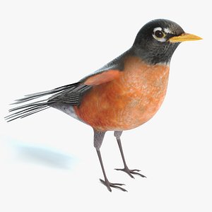 American Robin