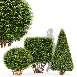 Dwarf Yaupon Holly Spherical and Cone and Box hedge 3D
