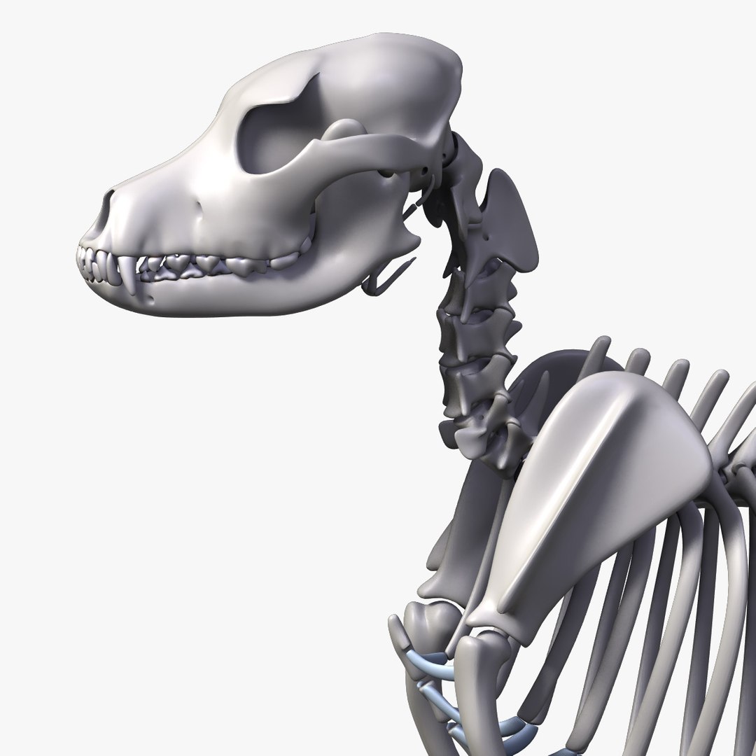 Dog Skeleton 3D Model – 3D Horse