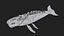 Balena BioMeccanica