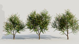 Breynia vitis idaea b 3D model
