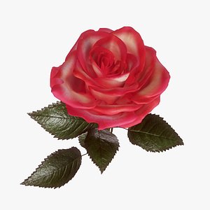 Single Pink Rose 3D model