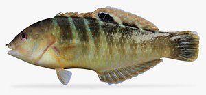 banded wrasse 3d ma