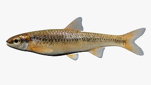 Notropis nubilus  Ozark Minnow1