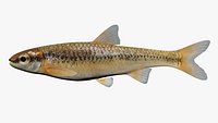 Notropis nubilus  Ozark Minnow1