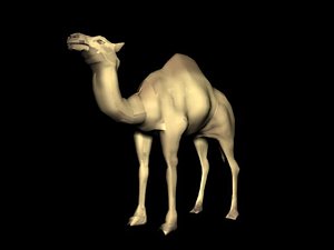 free camel 3d model