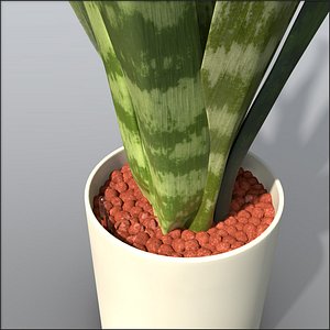 snake plant 3d model