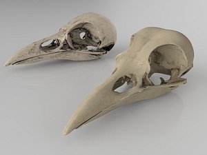 Raven skull