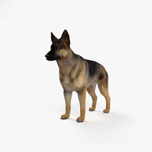 german shepherd 3D