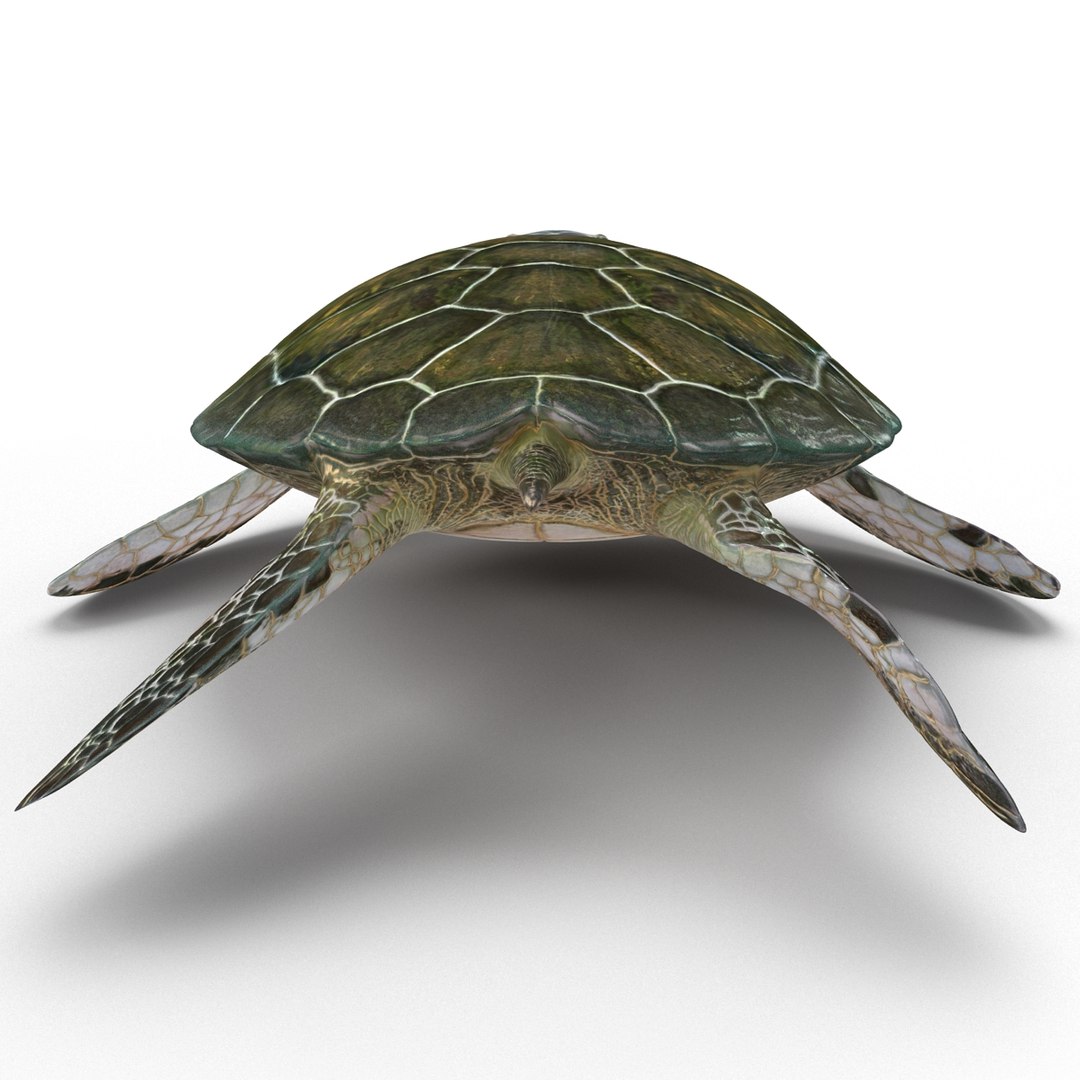 sea turtle rigged 3d c4d https://p.turbosquid.com/ts-thumb/g4/hXGVo7/9K5nGz4P/seaturtleriggedcinema4d3dmodel06/jpg/1478189389/1920x1080/fit_q87/32b2737d7a3383060e9f4a5bd493b6cc86cc37a7/seaturtleriggedcinema4d3dmodel06.jpg