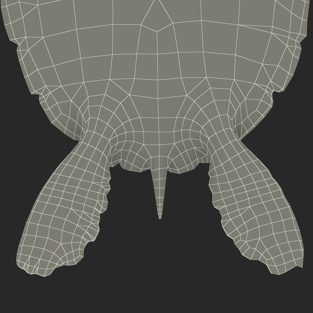 sea turtle rigged 3d c4d https://p.turbosquid.com/ts-thumb/g4/hXGVo7/MERUBn2M/seaturtleriggedcinema4d3dmodel45/jpg/1478189390/1920x1080/fit_q87/a1daf97caee1a2069a12162236933c45f317b308/seaturtleriggedcinema4d3dmodel45.jpg