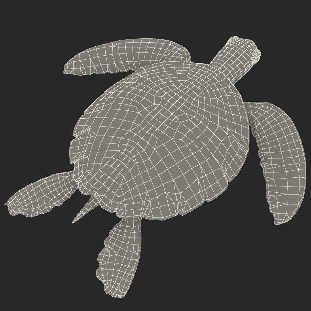 sea turtle rigged 3d c4d https://p.turbosquid.com/ts-thumb/g4/hXGVo7/S2CYbdGd/seaturtleriggedcinema4d3dmodel37/jpg/1478189390/1920x1080/fit_q87/c719f0e2a9039e2d4efaf48eb0ff5e7239f86981/seaturtleriggedcinema4d3dmodel37.jpg