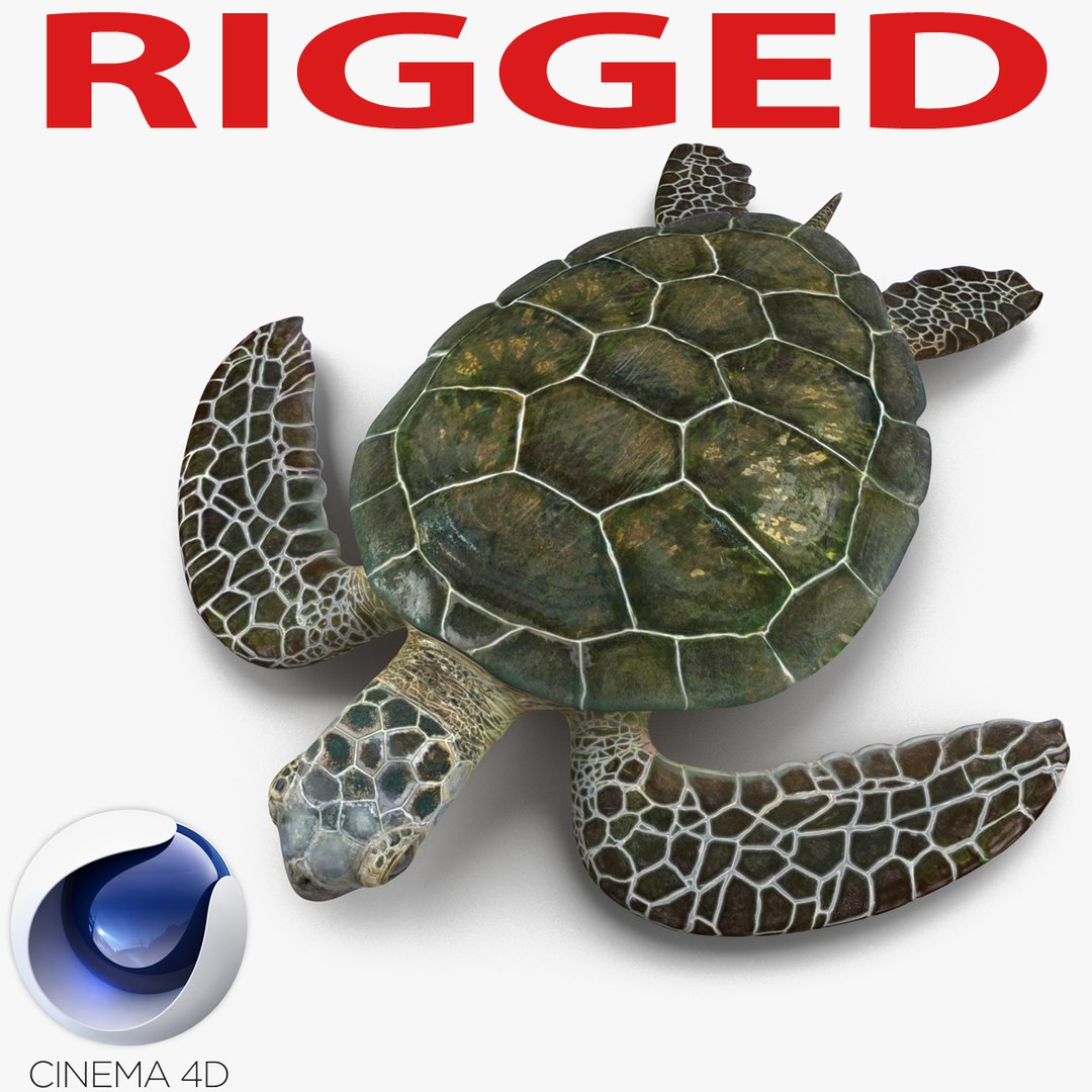 Sea Turtle Rigged for Cinema 4D 3D model preview