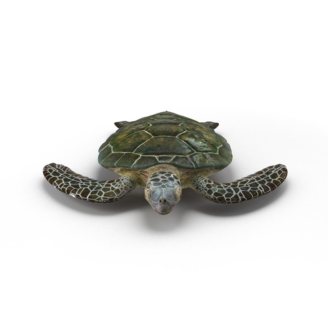 sea turtle rigged 3d c4d https://p.turbosquid.com/ts-thumb/g4/hXGVo7/dOqzjJB6/sea_turtle_rigged_360/jpg/1478189374/1920x1080/turn_fit_q99/16a596a076f21d27bf4db5a4625c41f852ca01ae/sea_turtle_rigged_360-1.jpg