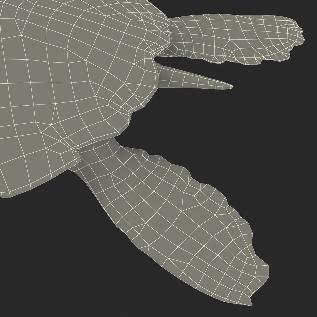 sea turtle rigged 3d c4d https://p.turbosquid.com/ts-thumb/g4/hXGVo7/fD9NhtG0/seaturtleriggedcinema4d3dmodel41/jpg/1478189390/1920x1080/fit_q87/19a7f0f94914222e45410a8199461330ebb72fbe/seaturtleriggedcinema4d3dmodel41.jpg