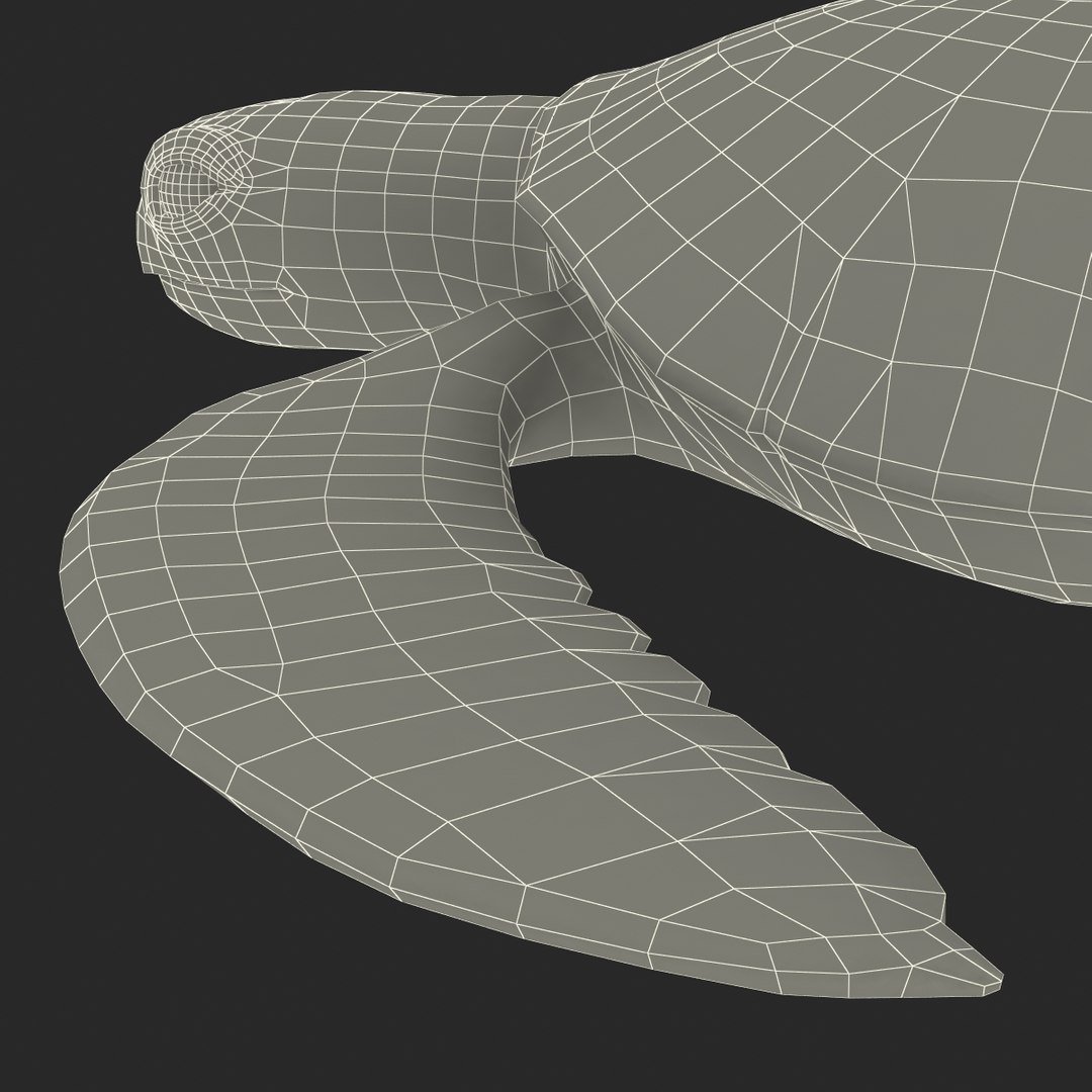 sea turtle rigged 3d c4d https://p.turbosquid.com/ts-thumb/g4/hXGVo7/fZE05xit/seaturtleriggedcinema4d3dmodel40/jpg/1478189390/1920x1080/fit_q87/bc1b5d1973d23c5f6bd4ff0fade8071cdddb45e7/seaturtleriggedcinema4d3dmodel40.jpg