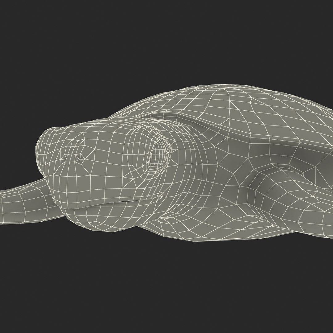 sea turtle rigged 3d c4d https://p.turbosquid.com/ts-thumb/g4/hXGVo7/vtUcOwJn/seaturtleriggedcinema4d3dmodel39/jpg/1478189390/1920x1080/fit_q87/b314fe2d8bb3a595f186097ae7630df8b0dae989/seaturtleriggedcinema4d3dmodel39.jpg