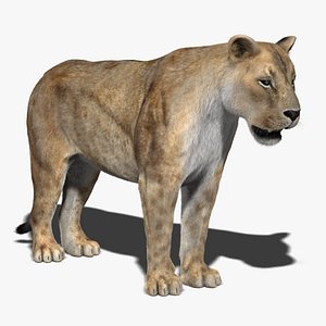 Lioness (2) (FUR)