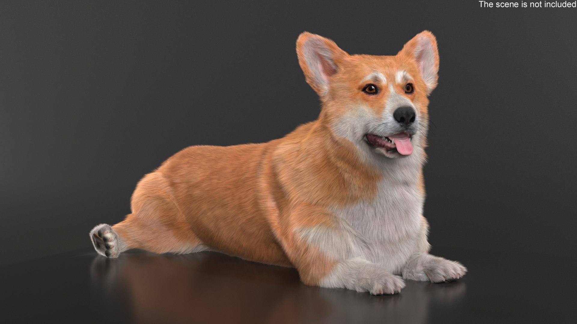 Pembroke Welsh Corgi Dog Fur for Maya Rigged 3D model https://p.turbosquid.com/ts-thumb/g4/rEx3A8/65/pembroke_welsh_corgi_dog_fur_rigged_007/jpg/1750157396/1920x1080/fit_q87/a65db0d3e89e3c35e95e74cc3d7f5dcab90e7d8b/pembroke_welsh_corgi_dog_fur_rigged_007.jpg
