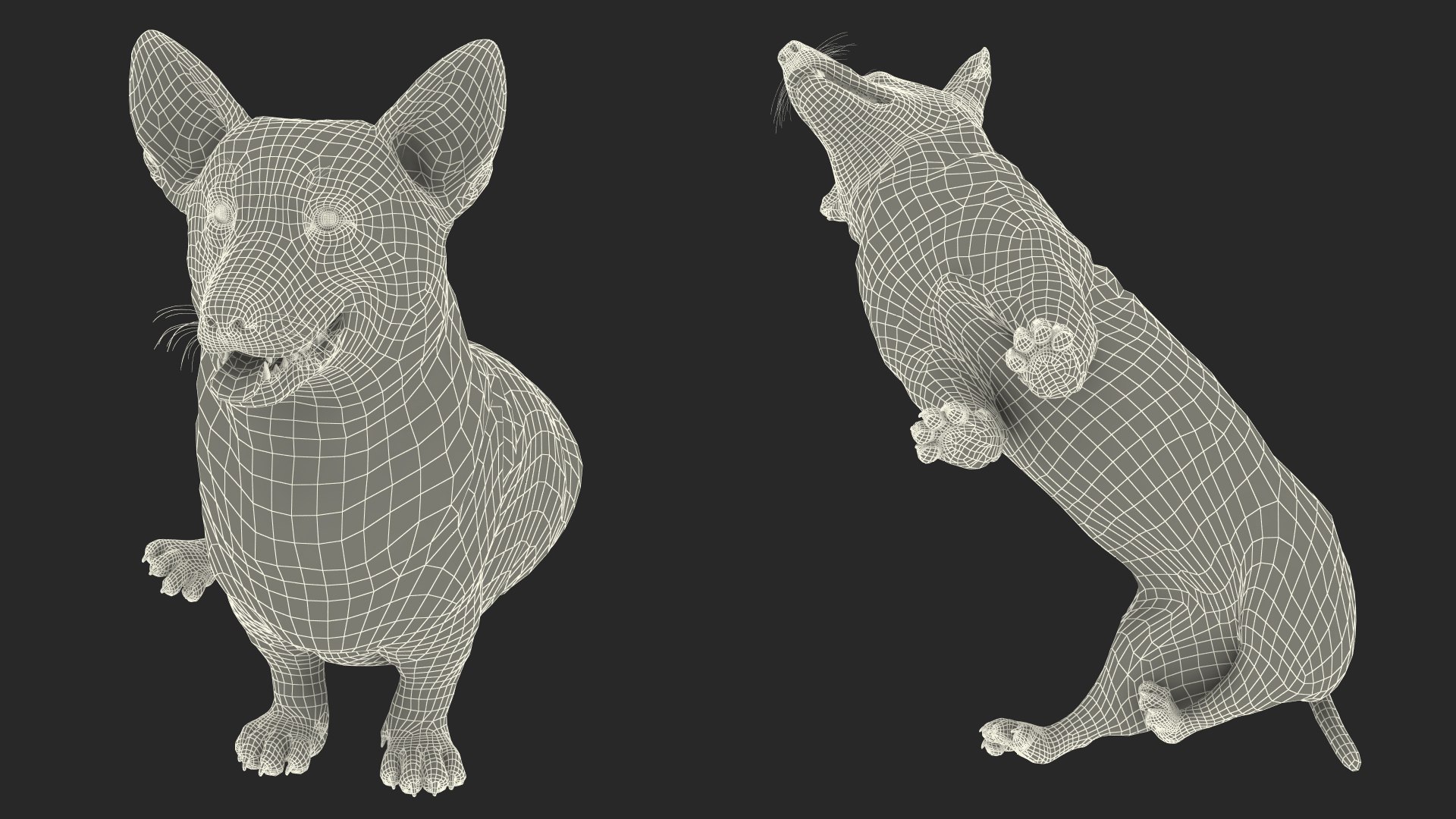 Pembroke Welsh Corgi Dog Fur for Maya Rigged 3D model https://p.turbosquid.com/ts-thumb/g4/rEx3A8/H0/pembroke_welsh_corgi_dog_fur_rigged_026/jpg/1750157397/1920x1080/fit_q87/4d88bed9e5cca92b36d9fac35a3a2ef93aec0cb9/pembroke_welsh_corgi_dog_fur_rigged_026.jpg