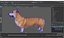Pembroke Welsh Corgi Dog Fur for Maya Rigged