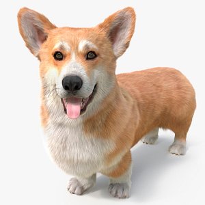 Pembroke Welsh Corgi Dog Fur for Maya Rigged