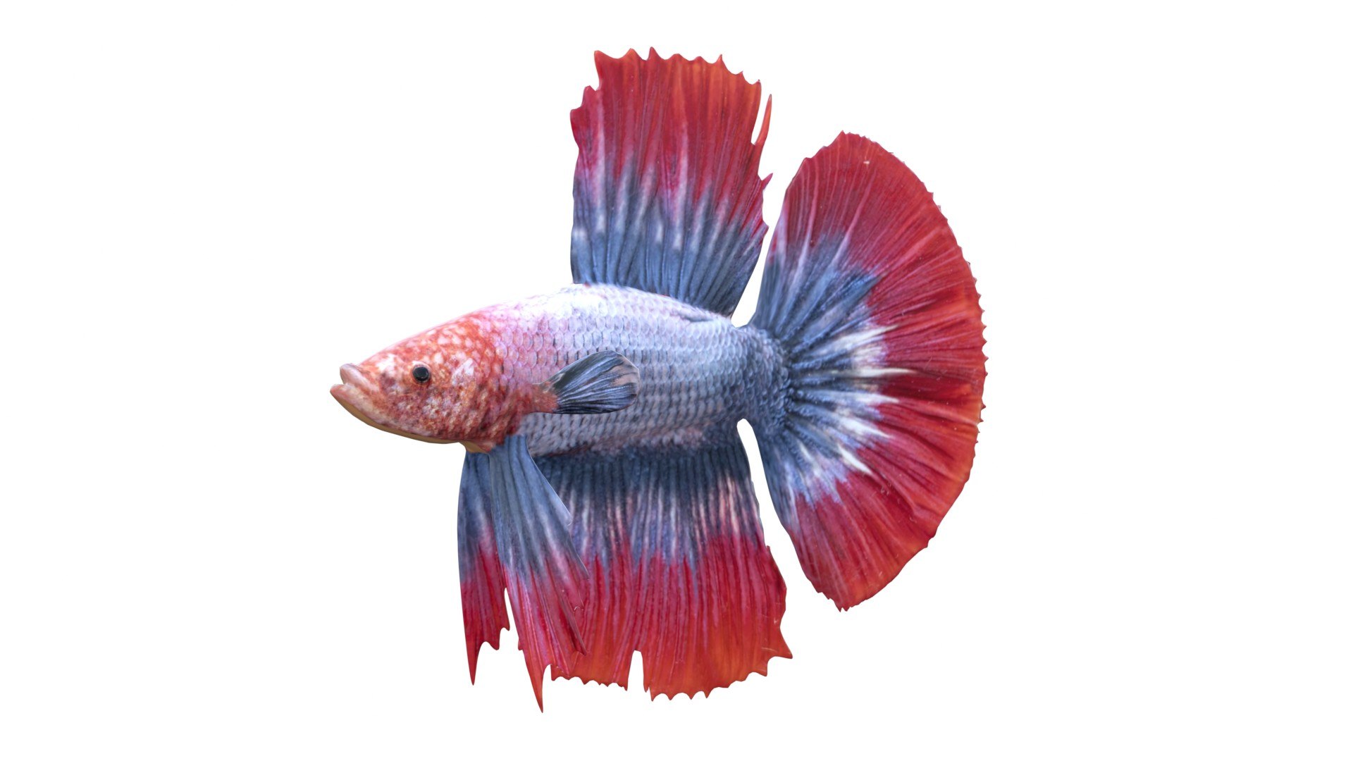 3D 50 Fish Sea Creature Collection v3 https://p.turbosquid.com/ts-thumb/g4/xZyDKS/0b/bettafish2/jpg/1776518634/1920x1080/fit_q87/1d9b4e9c2170dc2d96e0f09aeb2630514e4da1dd/bettafish2.jpg