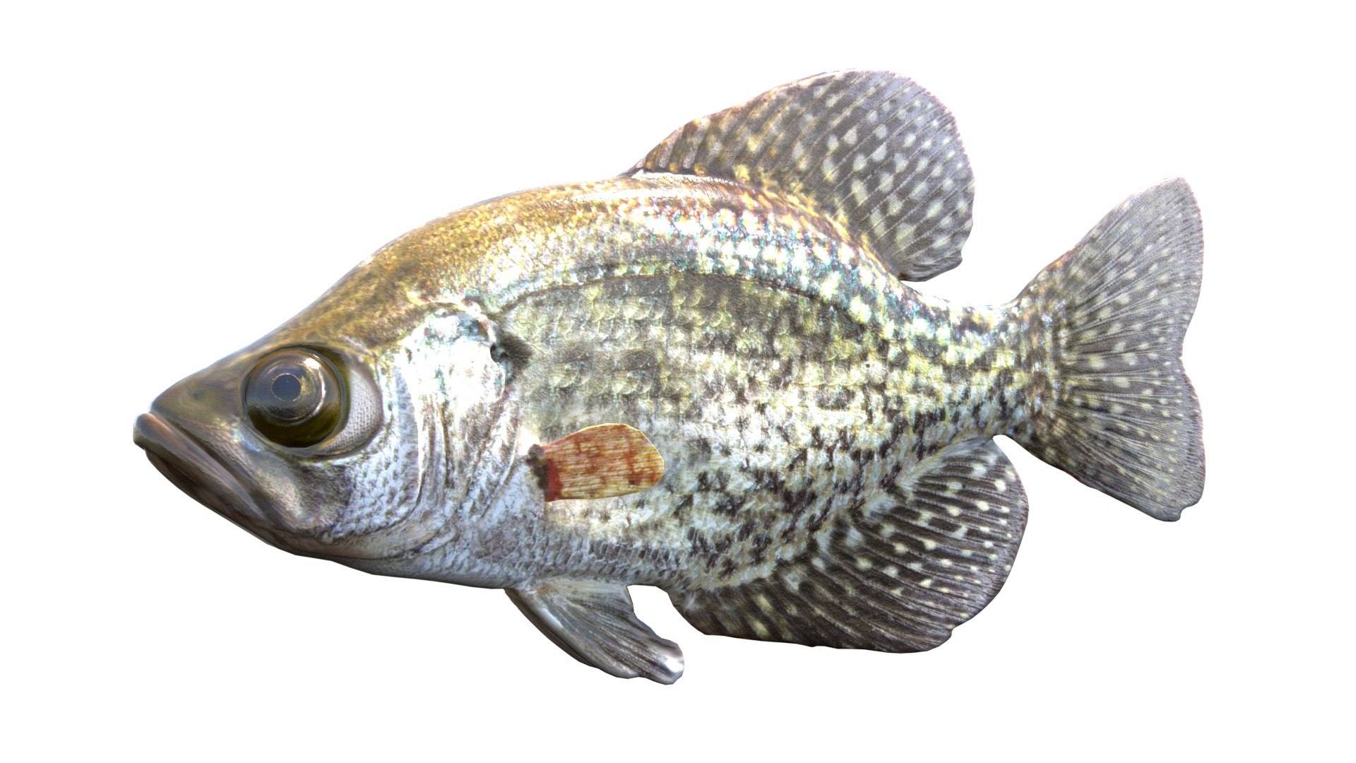 3D 50 Fish Sea Creature Collection v3 https://p.turbosquid.com/ts-thumb/g4/xZyDKS/1J/blackcrappie/jpg/1776518640/1920x1080/fit_q87/989e2d1c43f6f1580a9a5674fac6bb5ce7da707b/blackcrappie.jpg