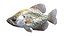 50 Fish Sea Creature Collection v3