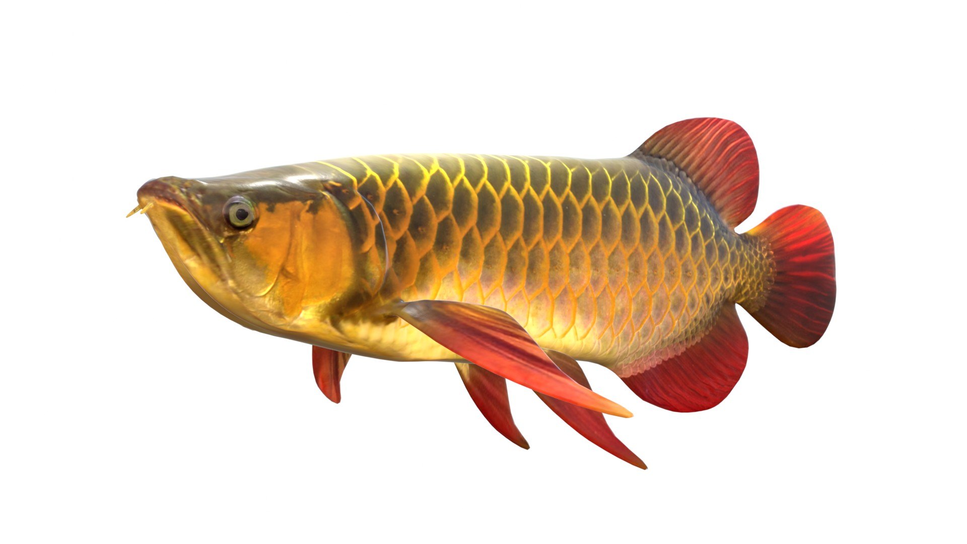 3D 50 Fish Sea Creature Collection v3 https://p.turbosquid.com/ts-thumb/g4/xZyDKS/4Q/asianarowana/jpg/1776518626/1920x1080/fit_q87/8b5c3c3d6b48dd32a85fb59a9898883d4fec5f8f/asianarowana.jpg