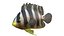 50 Fish Sea Creature Collection v3