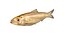 50 Fish Sea Creature Collection v3