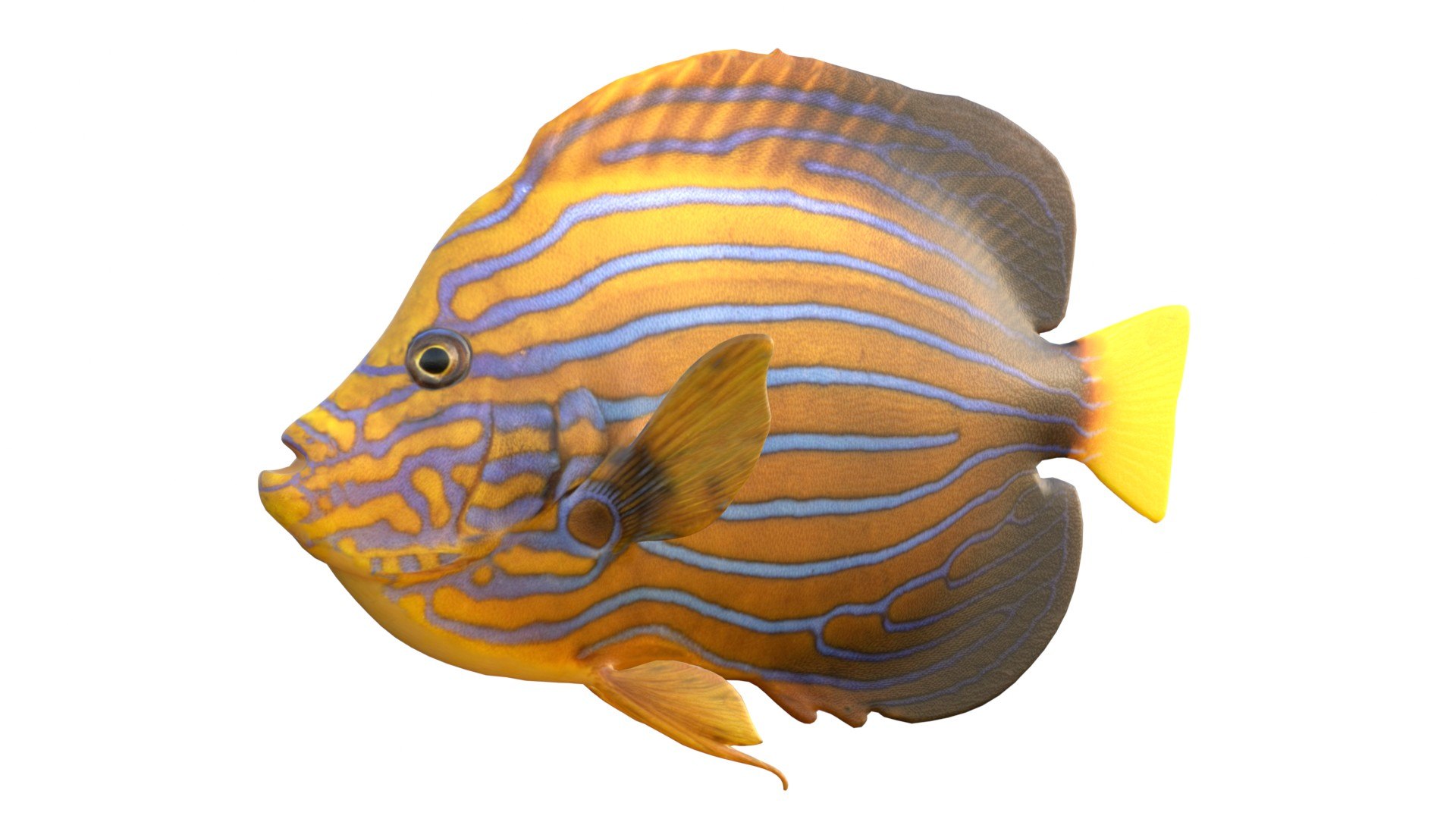 3D 50 Fish Sea Creature Collection v3 https://p.turbosquid.com/ts-thumb/g4/xZyDKS/7s/angelfishblueline/jpg/1776518620/1920x1080/fit_q87/c29c729419fcc9e09f8594398d0311b06a18c30b/angelfishblueline.jpg