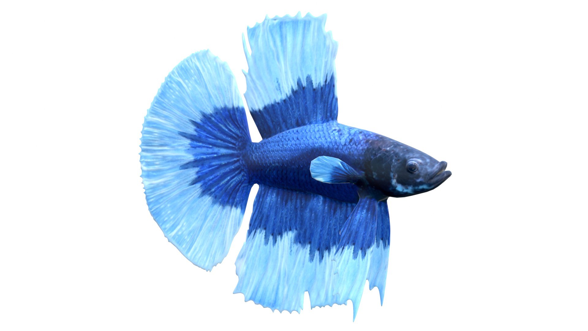 3D 50 Fish Sea Creature Collection v3 https://p.turbosquid.com/ts-thumb/g4/xZyDKS/BH/bettafish6/jpg/1776518637/1920x1080/fit_q87/d2ea9921fcbc31911d3fdb70fdfeb9f1524823f5/bettafish6.jpg