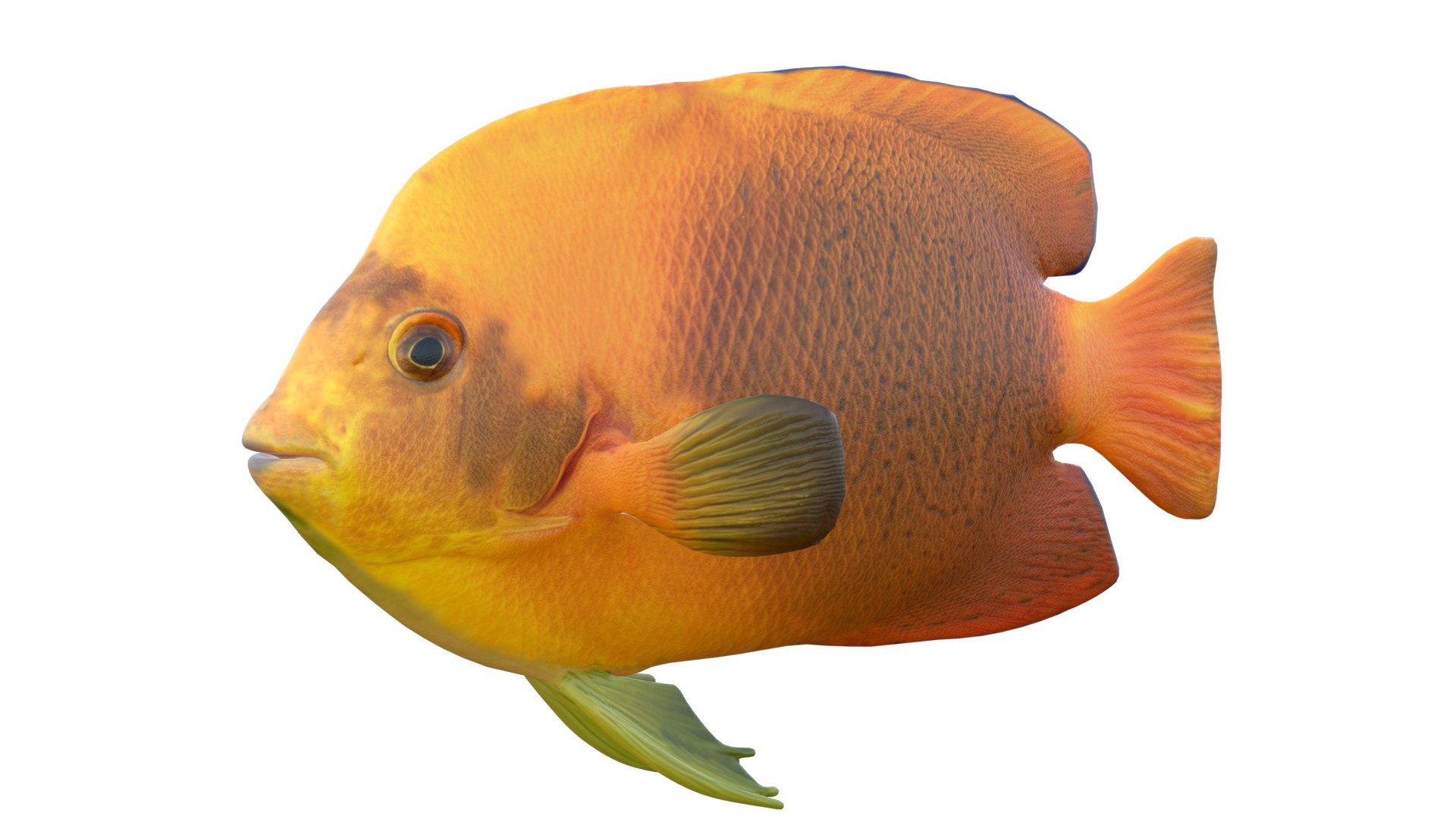 3D 50 Fish Sea Creature Collection v3 https://p.turbosquid.com/ts-thumb/g4/xZyDKS/Du/angelfishclarion/jpg/1776518620/1920x1080/fit_q87/bcacfc984ab03feea4882fabcc8880705d33b068/angelfishclarion.jpg