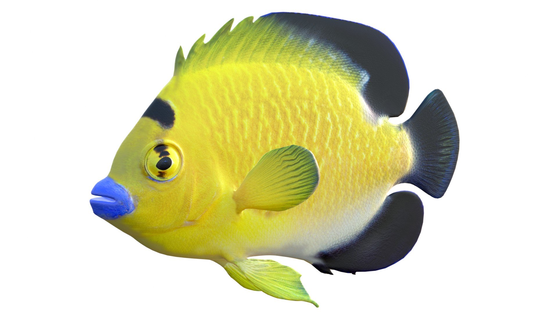 3D 50 Fish Sea Creature Collection v3 https://p.turbosquid.com/ts-thumb/g4/xZyDKS/Js/angelfishgoldflake/jpg/1776518622/1920x1080/fit_q87/94e471e200952006acdaa357a2410c94f3605c4b/angelfishgoldflake.jpg