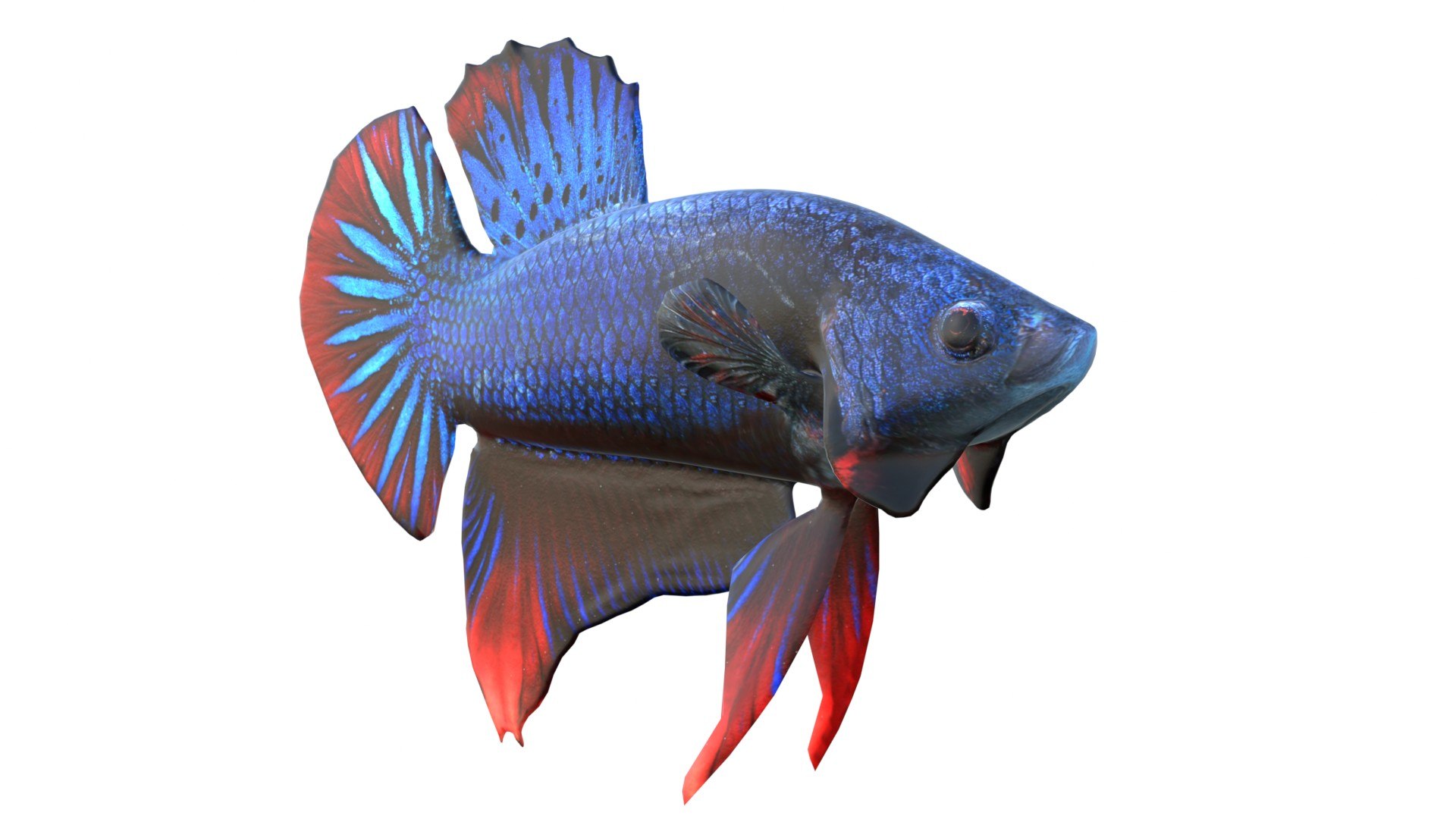 3D 50 Fish Sea Creature Collection v3 https://p.turbosquid.com/ts-thumb/g4/xZyDKS/Ju/bettafish9/jpg/1776518639/1920x1080/fit_q87/bcbc1b2b792a5b41b40bb2d9b356588c1b258c61/bettafish9.jpg