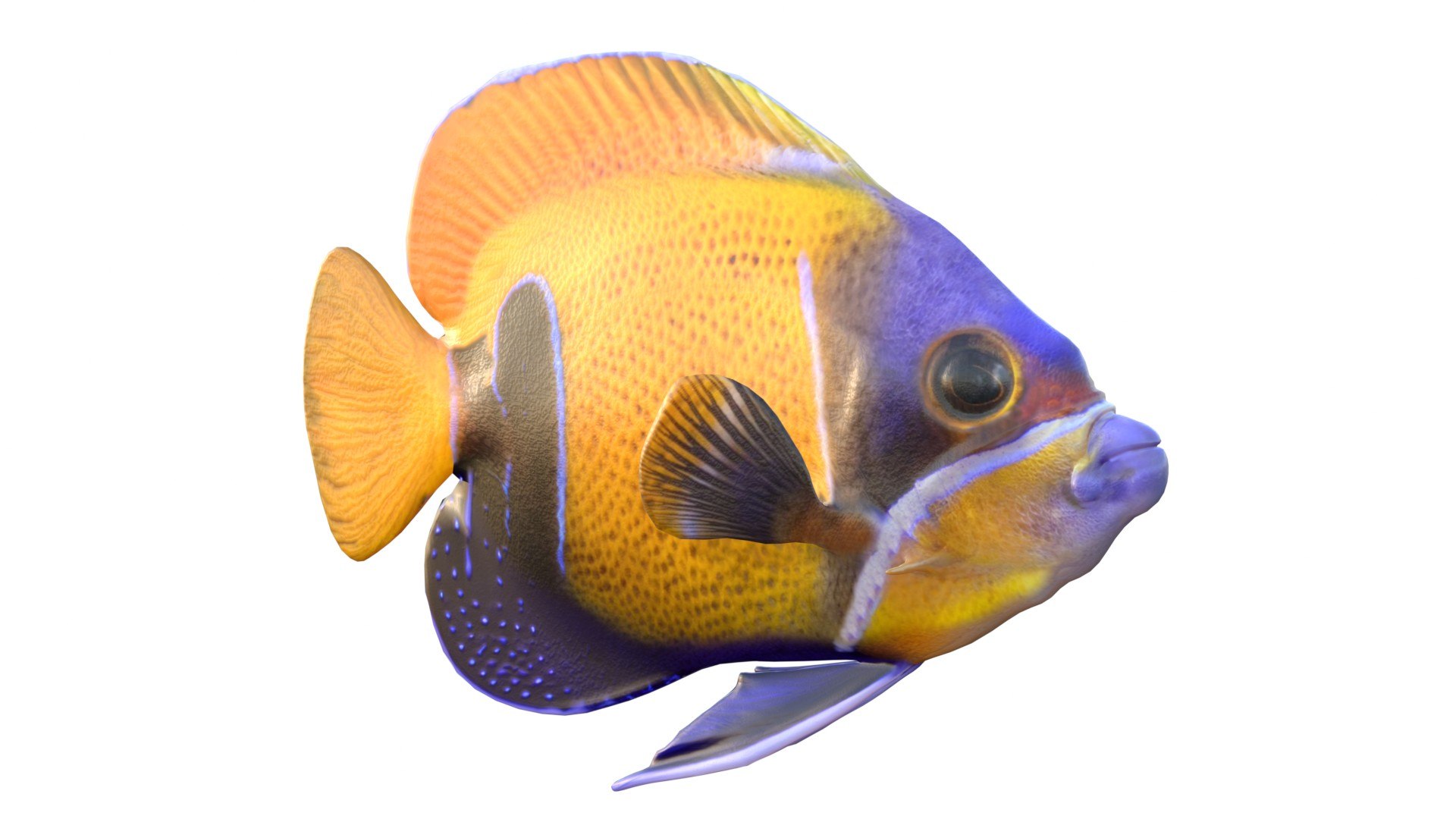 3D 50 Fish Sea Creature Collection v3 https://p.turbosquid.com/ts-thumb/g4/xZyDKS/LC/angelfishmajestic/jpg/1776518622/1920x1080/fit_q87/9203205f5d623c2b1c86a2733e07bbab9d0e1490/angelfishmajestic.jpg