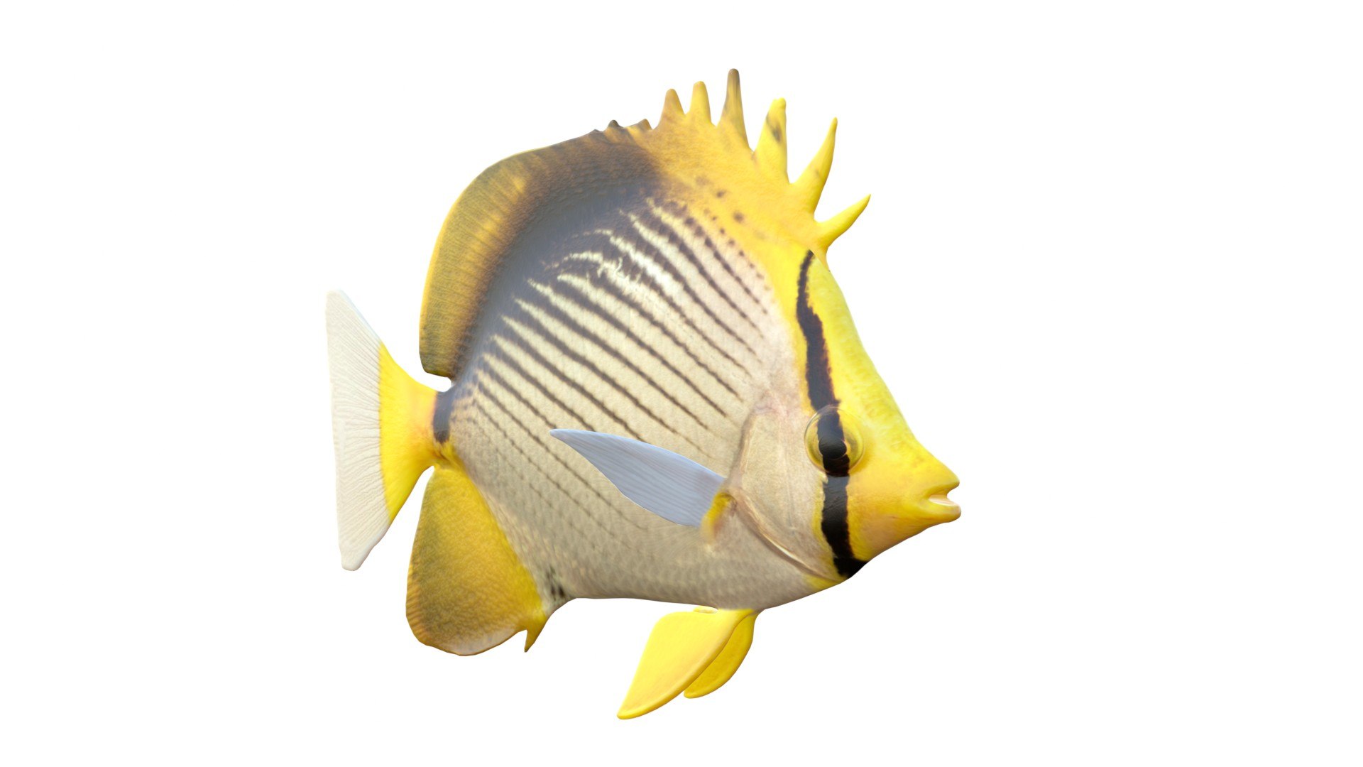 3D 50 Fish Sea Creature Collection v3 https://p.turbosquid.com/ts-thumb/g4/xZyDKS/M2/blackbackedbutterflyfish/jpg/1776518639/1920x1080/fit_q87/8366db13aae72aebea026848d6cf4ff45233dc38/blackbackedbutterflyfish.jpg