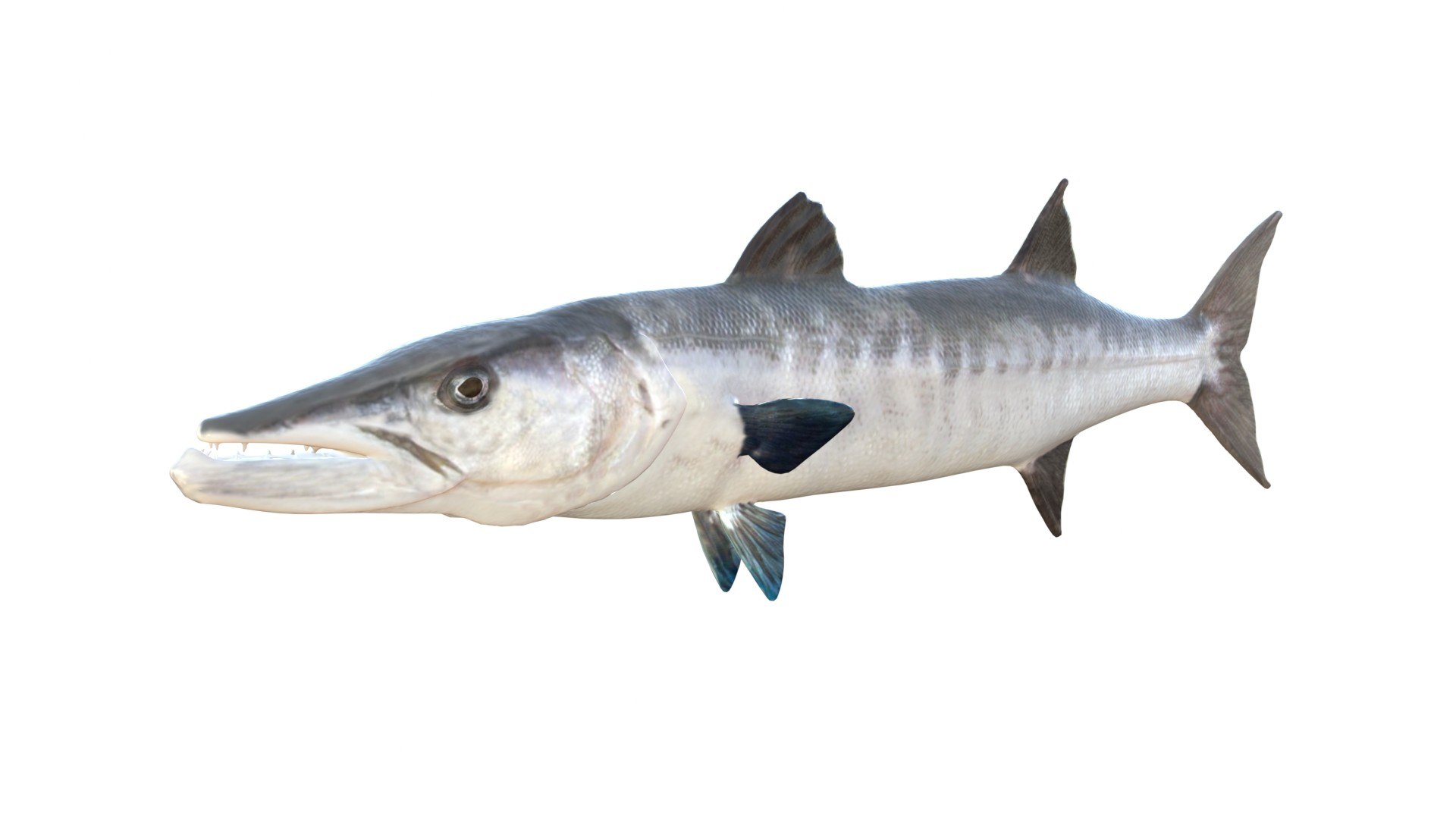 3D 50 Fish Sea Creature Collection v3 https://p.turbosquid.com/ts-thumb/g4/xZyDKS/MA/barracuda/jpg/1776518632/1920x1080/fit_q87/0dfb7bd5fbf94cbb080dcbb5b959f56b98fdf616/barracuda.jpg