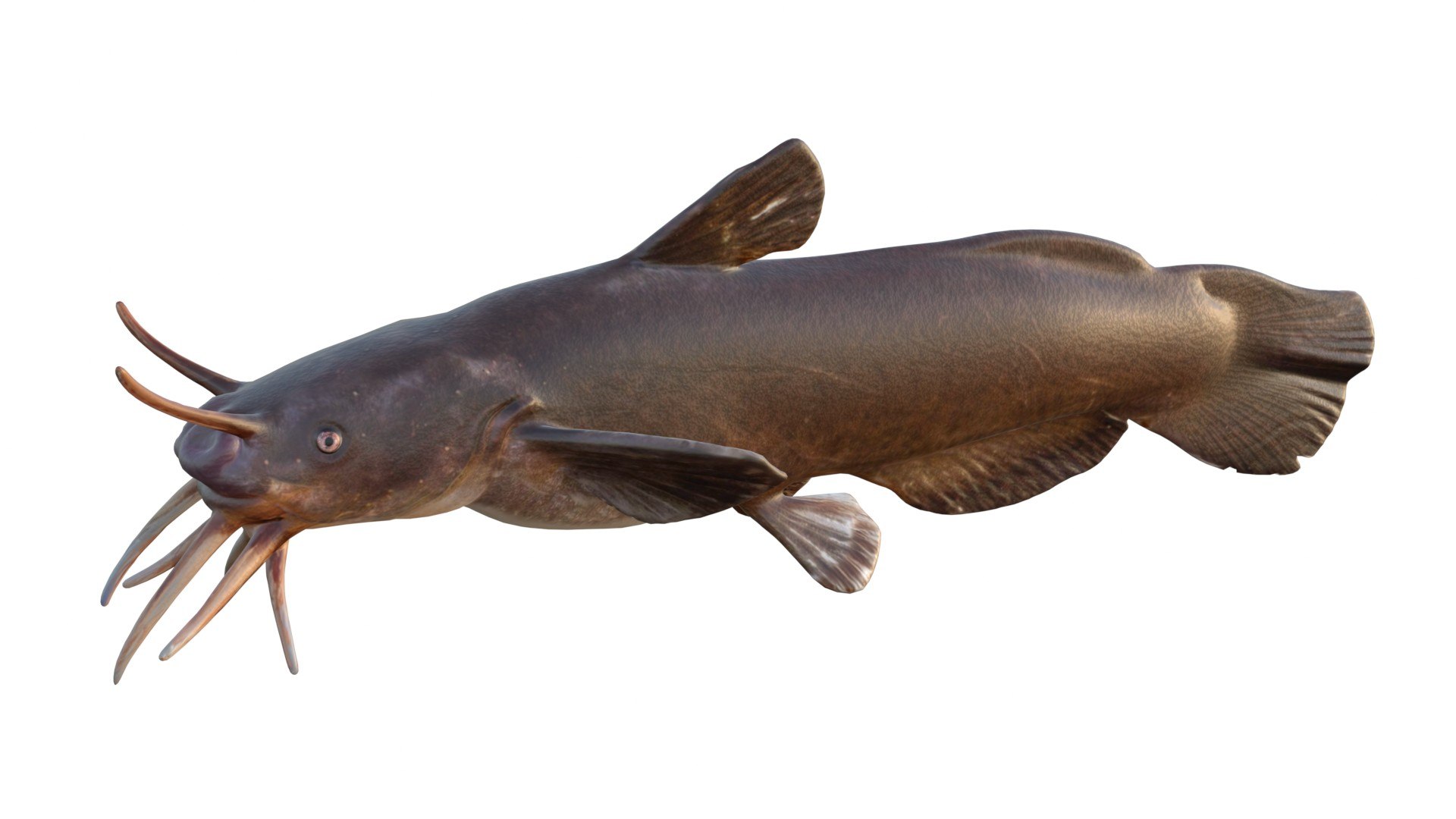 3D 50 Fish Sea Creature Collection v3 https://p.turbosquid.com/ts-thumb/g4/xZyDKS/Va/blackmadtomcatfish/jpg/1776518641/1920x1080/fit_q87/3560ae3297665008e6a056ccea78c072191c29da/blackmadtomcatfish.jpg
