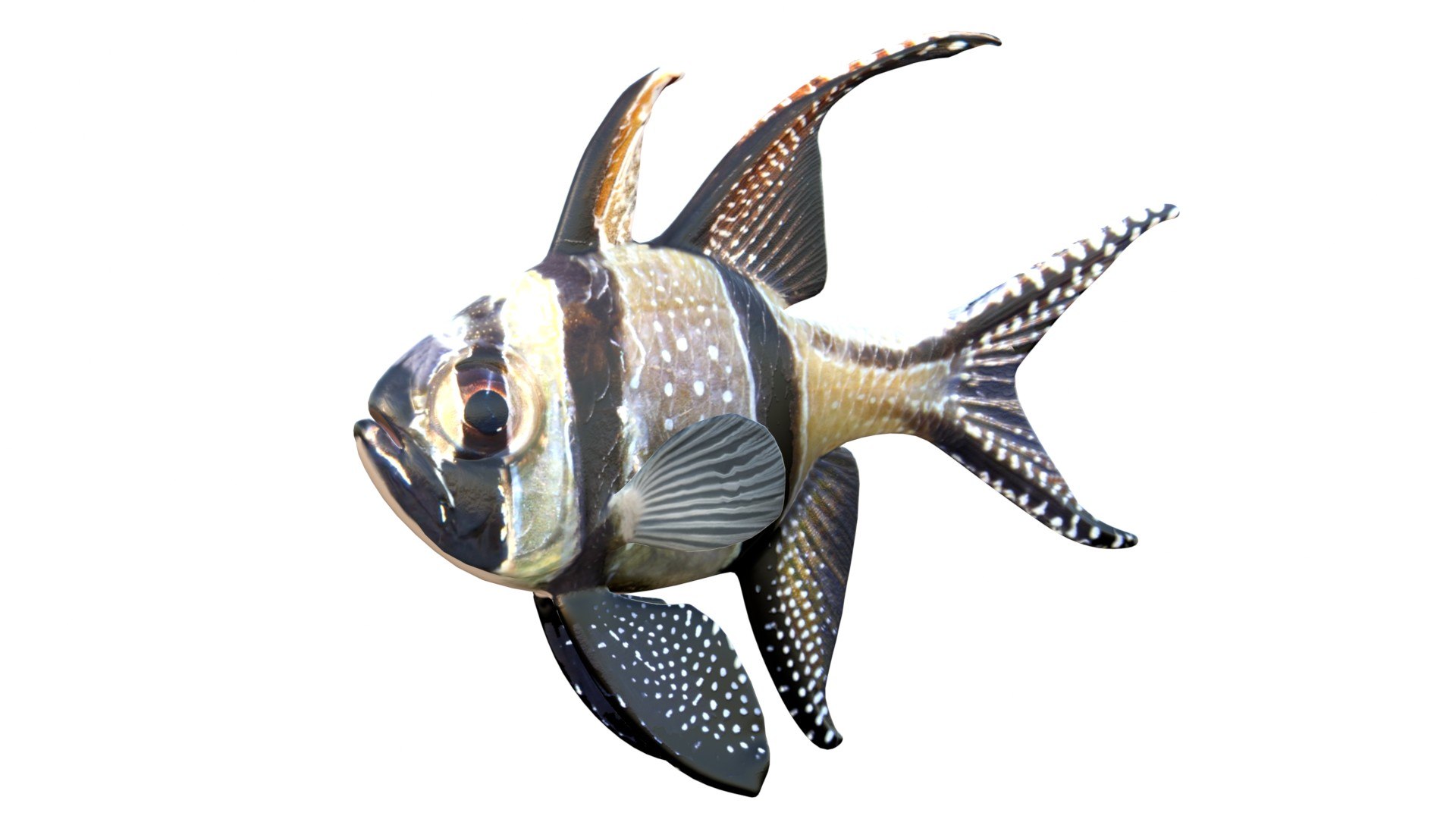 3D 50 Fish Sea Creature Collection v3 https://p.turbosquid.com/ts-thumb/g4/xZyDKS/Wo/banggaicardinalfish/jpg/1776518631/1920x1080/fit_q87/d08f9c8c0973e0a6bf01ffb2c075664ee4ed30c1/banggaicardinalfish.jpg