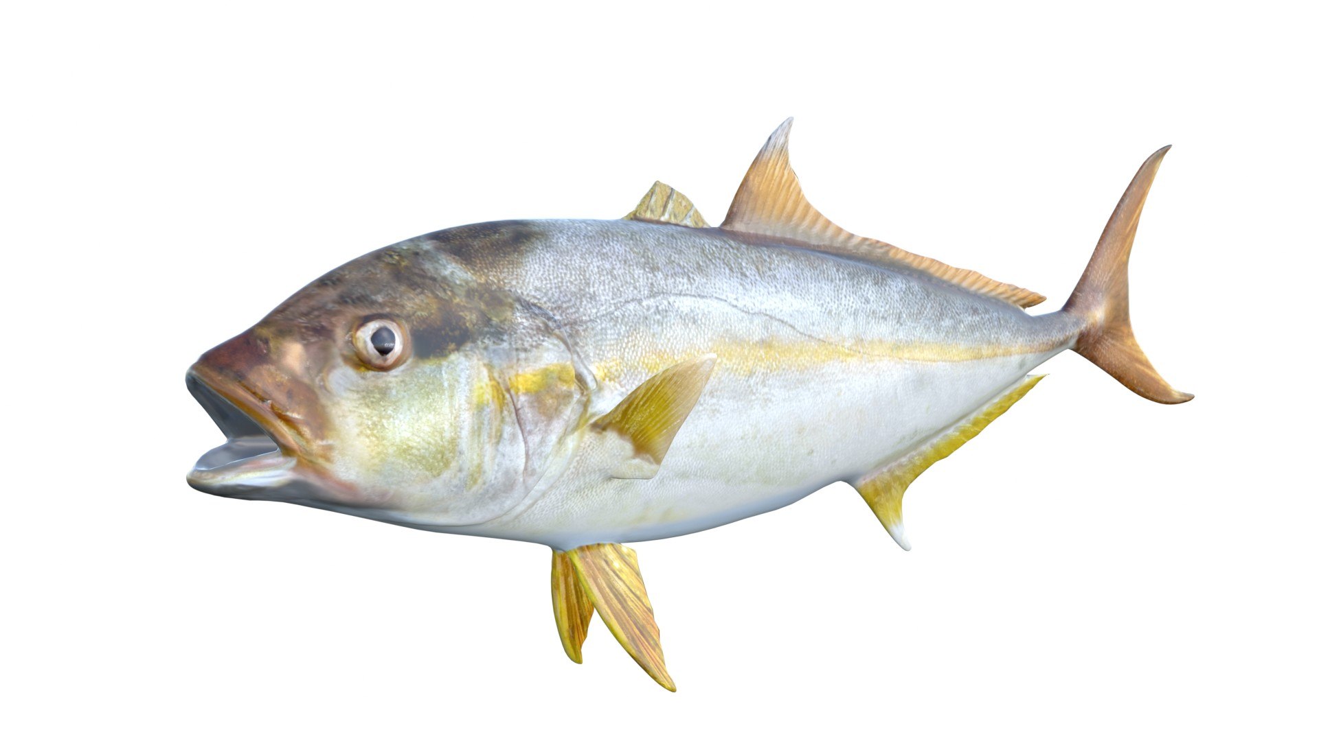 3D 50 Fish Sea Creature Collection v3 https://p.turbosquid.com/ts-thumb/g4/xZyDKS/X8/amberjack/jpg/1776518619/1920x1080/fit_q87/51cabe86515be6867e15cf1e5a01aa2ee1d733a1/amberjack.jpg