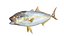 50 Fish Sea Creature Collection v3