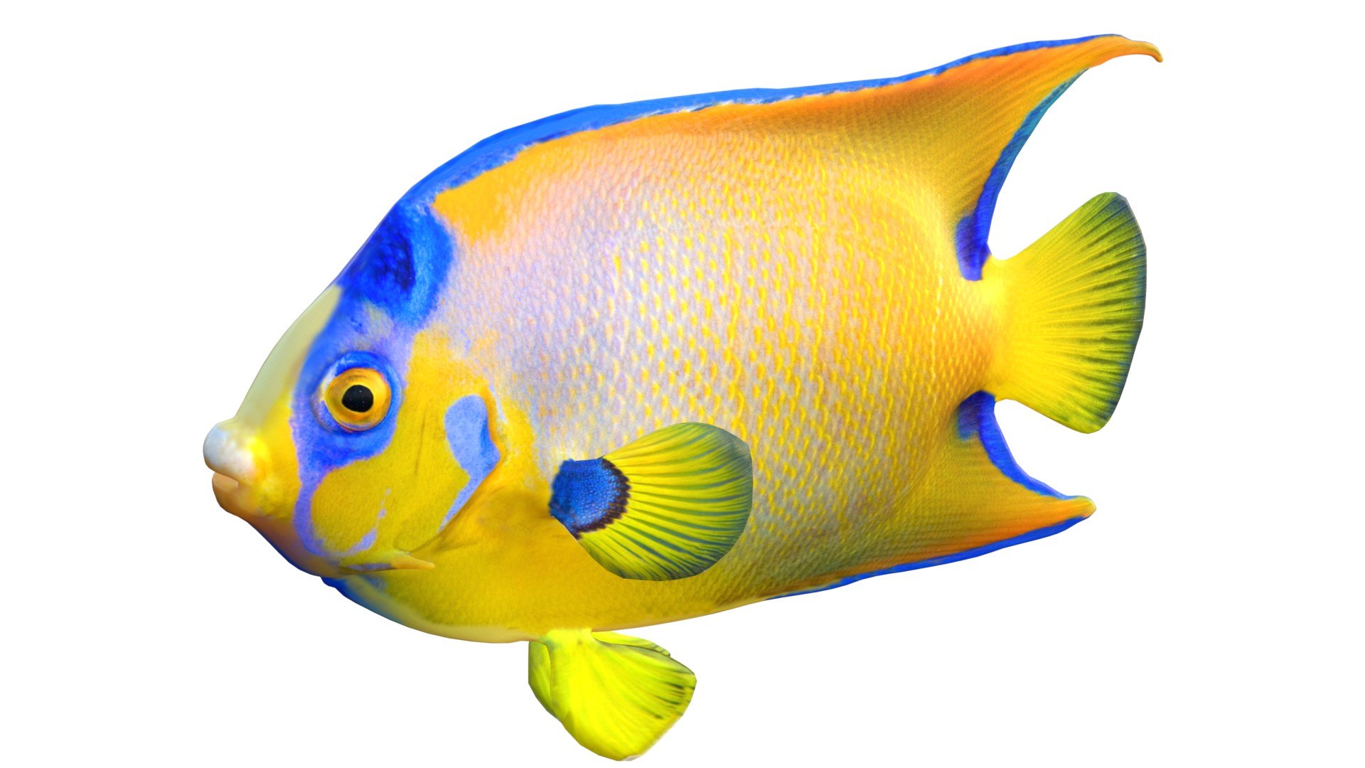 3D 50 Fish Sea Creature Collection v3 https://p.turbosquid.com/ts-thumb/g4/xZyDKS/Zd/angelfishqueen/jpg/1776518623/1920x1080/fit_q87/2db68d7dcf630c70716402e4c248fec9daf3f726/angelfishqueen.jpg