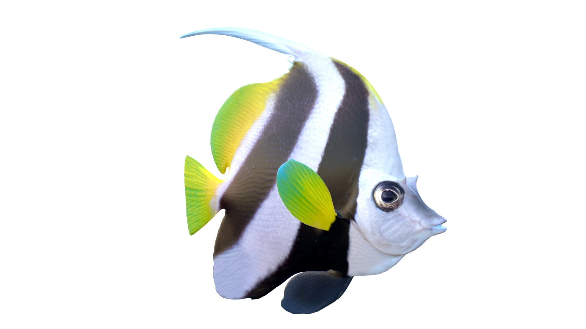 3D 50 Fish Sea Creature Collection v3 https://p.turbosquid.com/ts-thumb/g4/xZyDKS/Ze/bannerfish/jpg/1776518632/1920x1080/fit_q87/a3f5a5c194f5e67774a15868ad7a000bb7a6a313/bannerfish.jpg