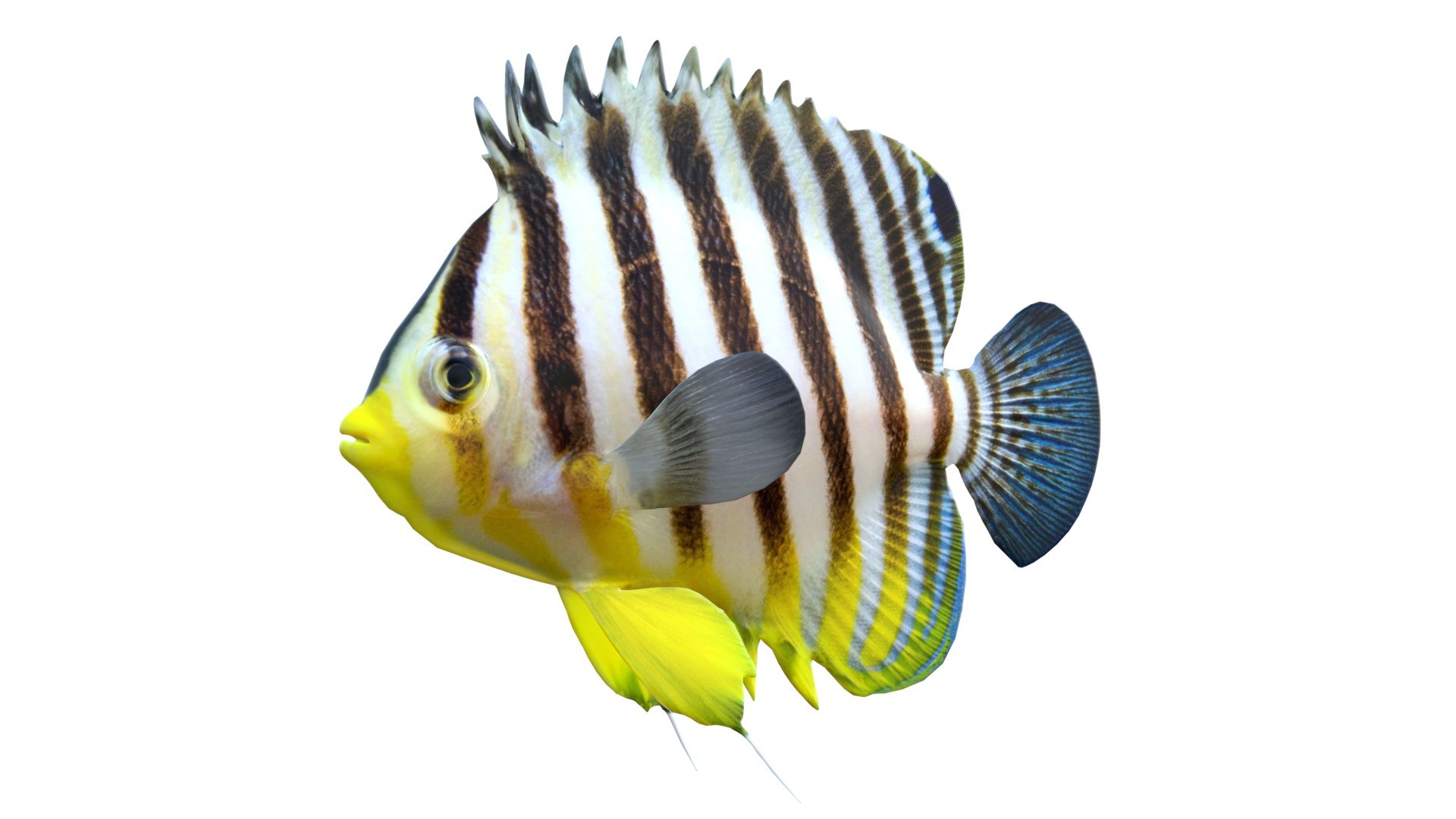 3D 50 Fish Sea Creature Collection v3 https://p.turbosquid.com/ts-thumb/g4/xZyDKS/dm/barredangelfishparacentropygemultifasciata/jpg/1776518632/1920x1080/fit_q87/e0c8328afd76e81ea7898b0ce7a22221005980fe/barredangelfishparacentropygemultifasciata.jpg
