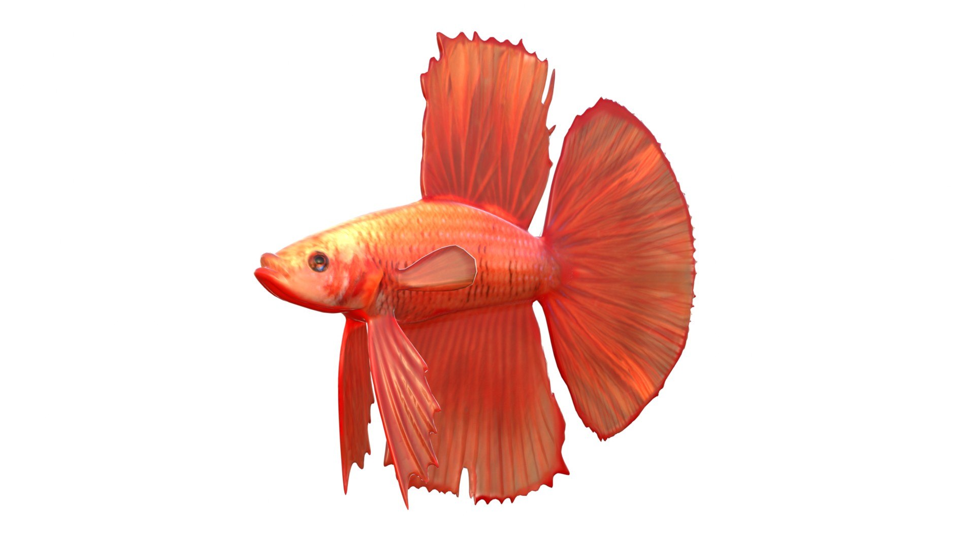 3D 50 Fish Sea Creature Collection v3 https://p.turbosquid.com/ts-thumb/g4/xZyDKS/gh/bettafish1/jpg/1776518634/1920x1080/fit_q87/5ac837b927519b6da88cd7537be5149e1634d770/bettafish1.jpg